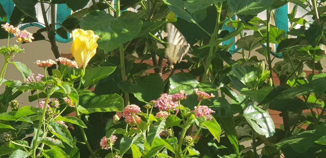 Appartamento Con Giardino Sul Mare Gallipoli Eksteriør bilde